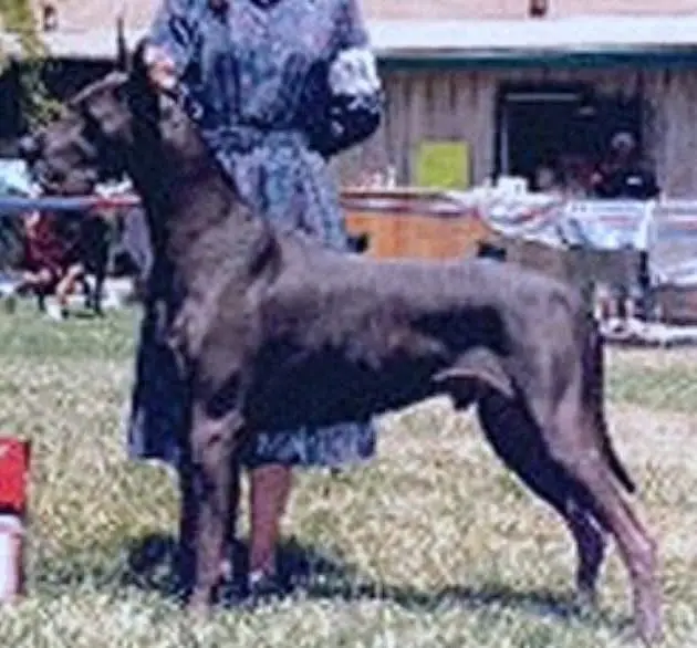 CH Coleridge Bandito De Macleo