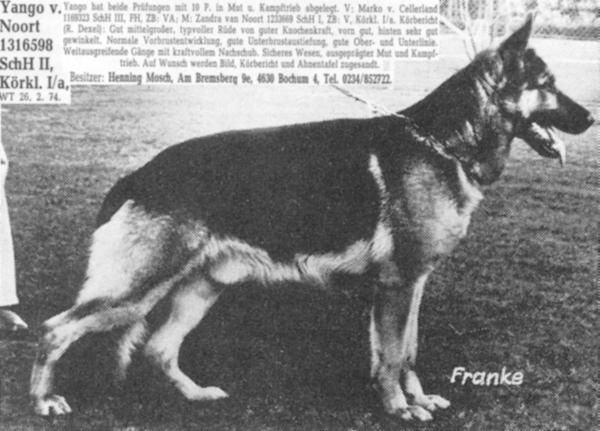 Yango van Noort