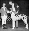 CH Mr Boomerang V Meistersinger