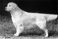 GB CH Bramhills Pied Piper At Almerak