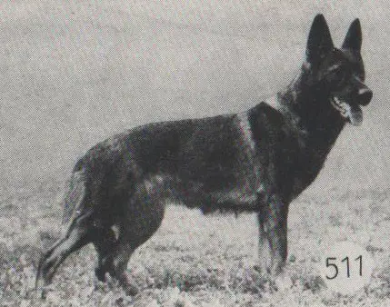 V Harfe aus Westsachsen