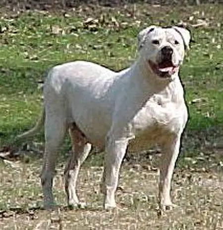 Blackwell's Sophie of CCK