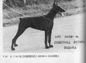 Doberhill Brown Ondra