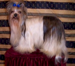 Xavier von den zwei Monden