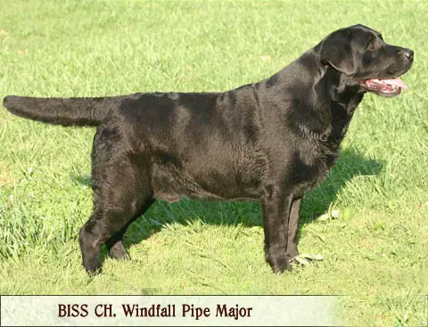 BISS AKC CH Windfall's Pipe Major