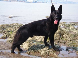 Surefire Super Sonic