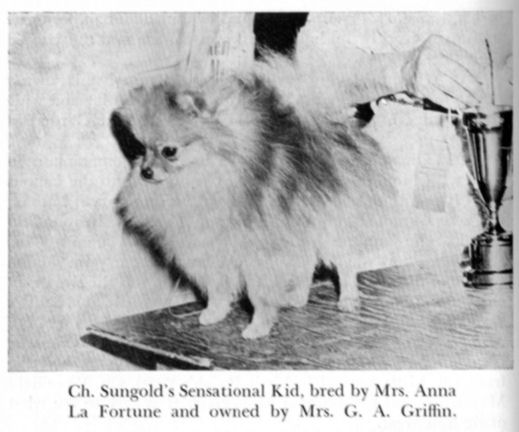 CH Sungold's Sensational Kid