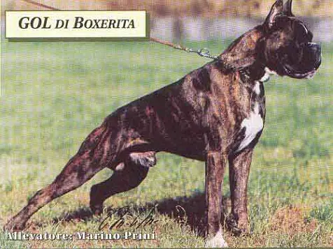 Gol di Boxerita