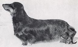 ENG CH Minutist Praline