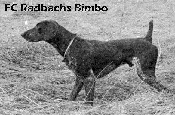 Radbach's Bimbo