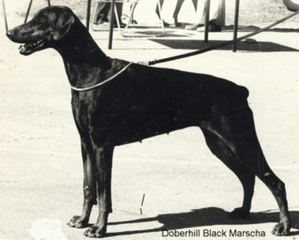 Nor Ch Doberhill Black Marsha