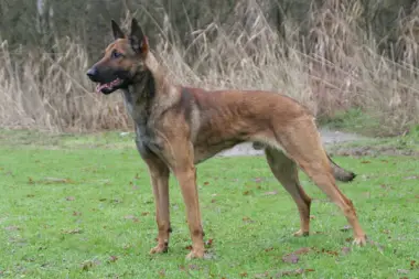 Spike Chien de Berger