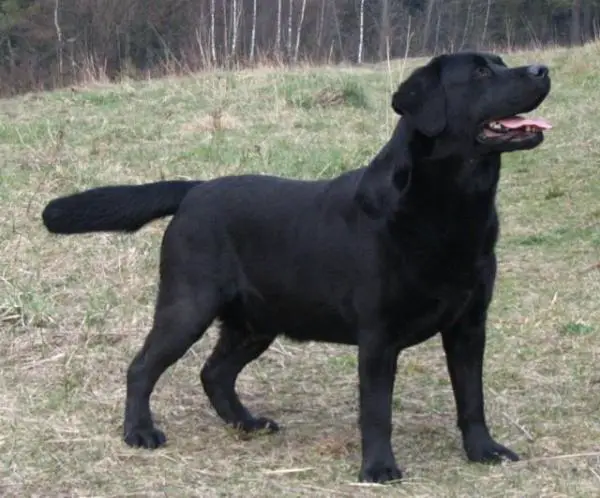 DUAL CH. Rocheby Union Jack