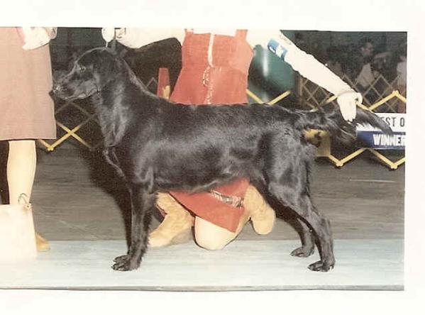 AM CAN  CH Amberwood's Blac Athercroft