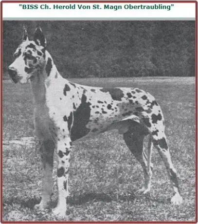 CH Herold von St. Magn-Obertraubling