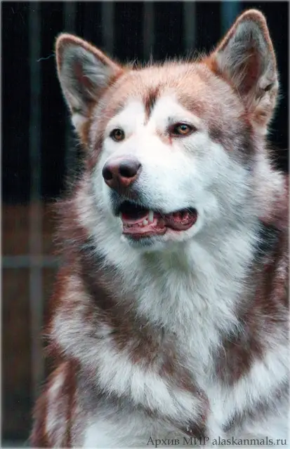 САС Wakon's Red Manitou