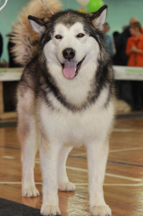 ICH, JCH RUS, MUL CH Leyu Vinson