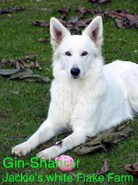 Gin-Shani of Jackie's white Flake Farm