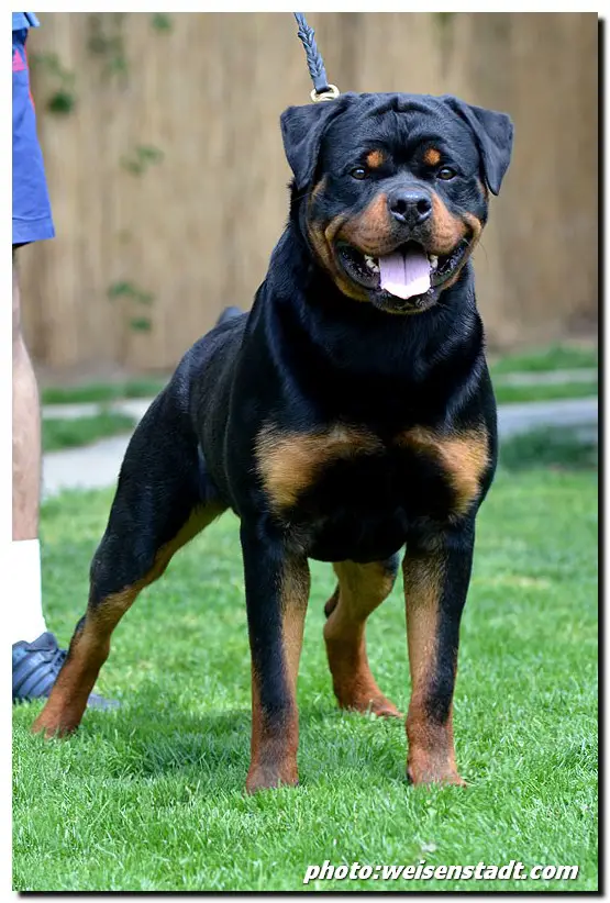 SRB.JCH, SRB.CH Irk vom hause milsped