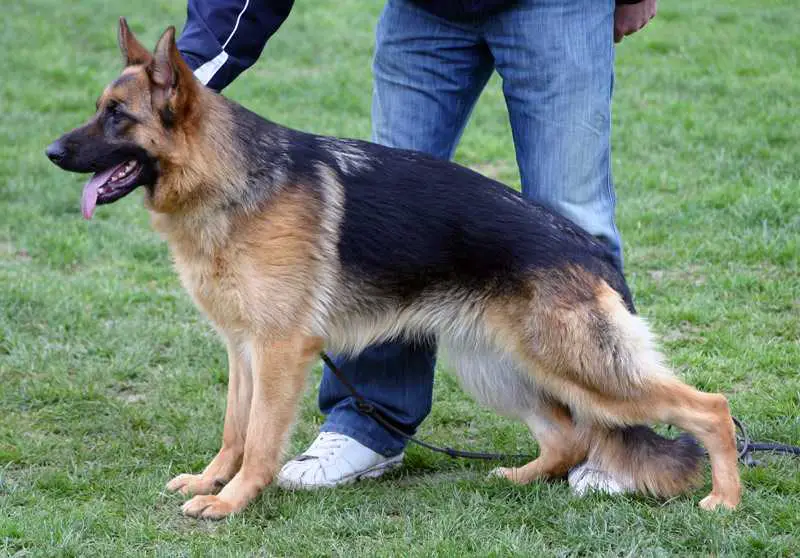 V(LGZS) Xena von der Ernetranch