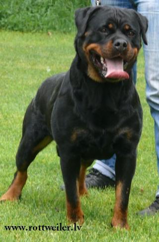 LT-LV-EE-BALT JCH-CH Korland Rein Lloyda Life Be'F