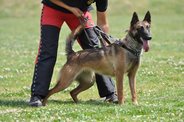 Dara Šumavský Xerak