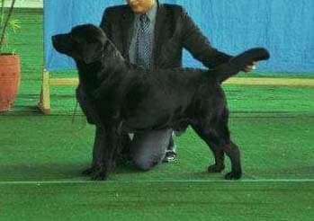 BISS PHIL GR CH Crossover Shipmaster