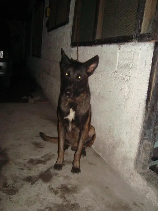 madhawk alfa's da vinci jjh