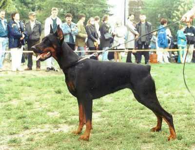CH PL Windsor Alida