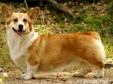 Haywire's Portamento