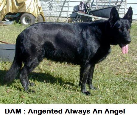 Angented always an angel