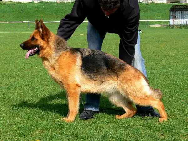 V (BG) Greta vom Haus Froehli