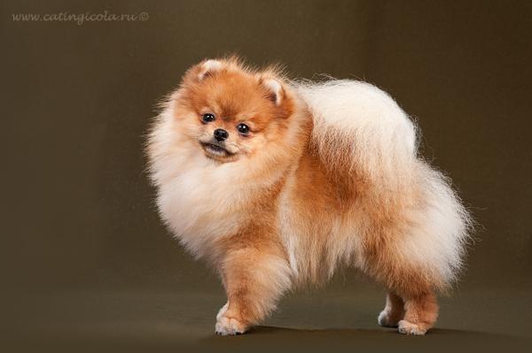 JCH RUSSIA, CH RUSSI Jan-Shars Hit The JackPot