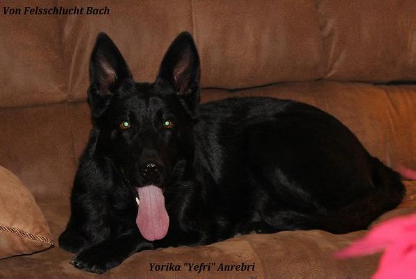 Yorica Anrebri (Yefri)