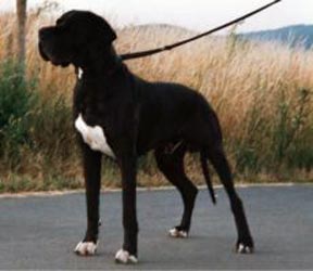 Vitorio von der Nürburg