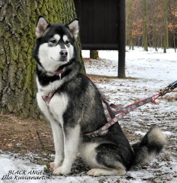 JCH.CH.PL BLACK ANGEL Illa Kuvianartok