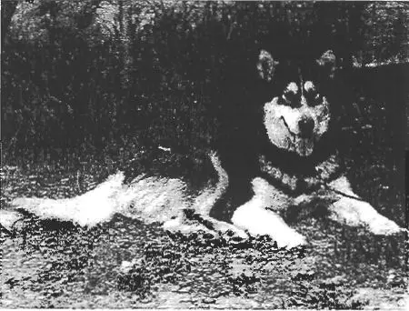 Ch Int Ch Belgique Zagoskin Maleygmyut's Sapparnak