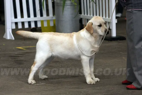 Rocheby Reed Spinner