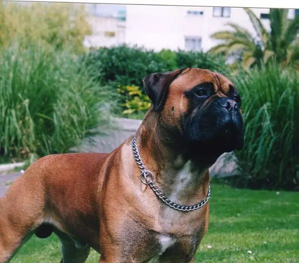 Falcon-Crest de Agafa l'Ase