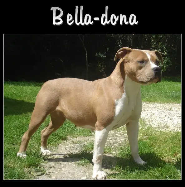 Pititon's Bella dona