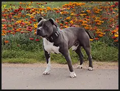 andonas leathal weapon