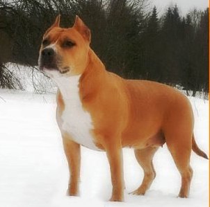 Rus Neva-Da Gardelia