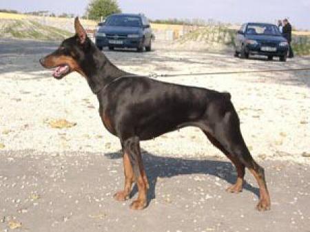 Hargita Von Karpatia