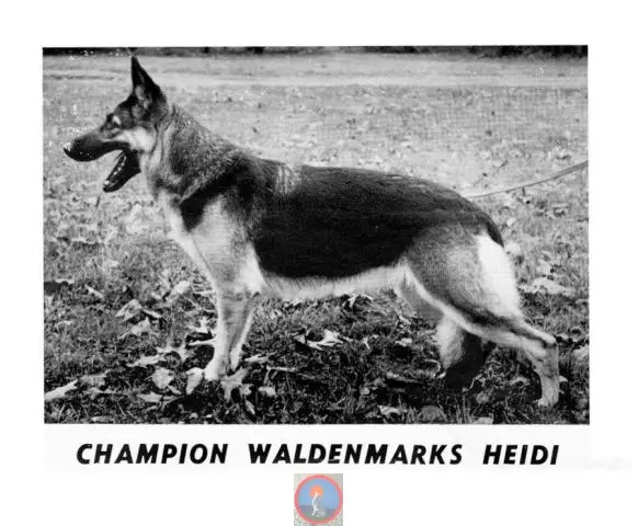 CH (US) Waldenmark's Heidi