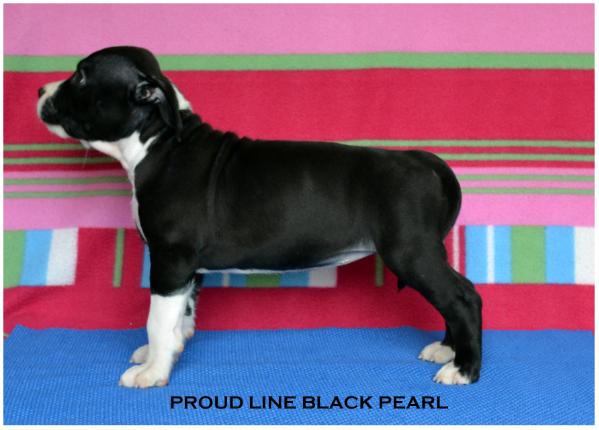 Proud Line Black Pearl
