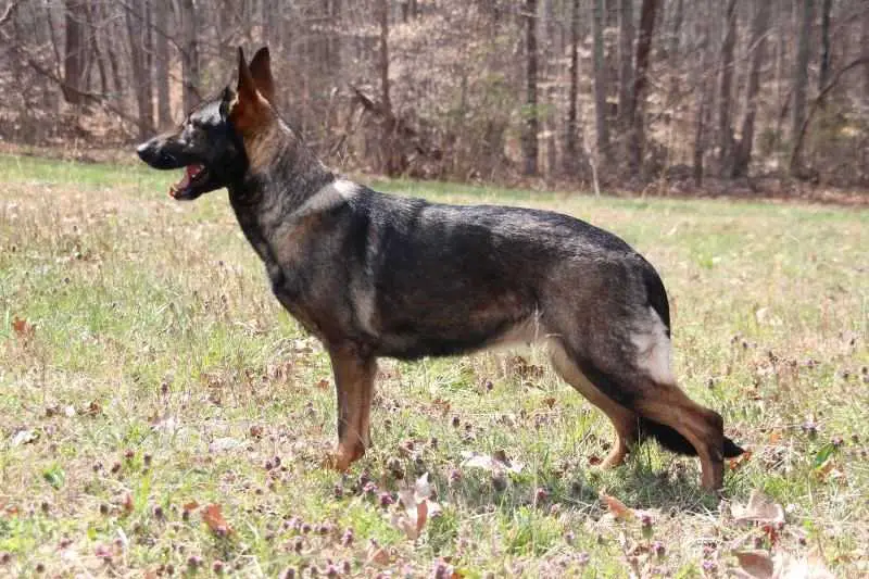 Eliza Von Watcher Engel