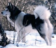 Cinderella Del Lago Degli Orsi