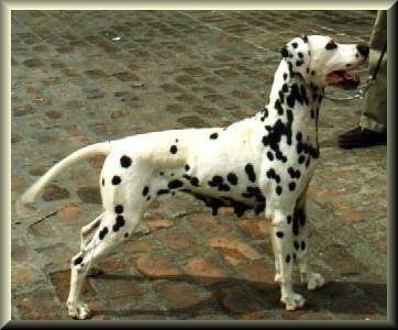 Pill Peddler The Paramedic