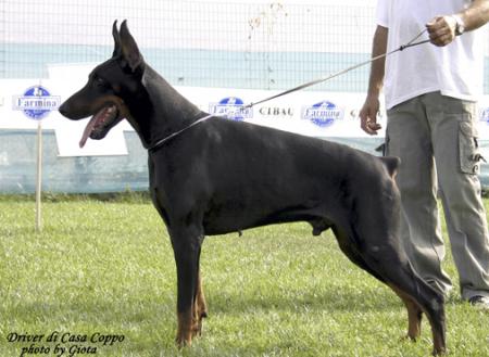 Driver di Casa Coppo