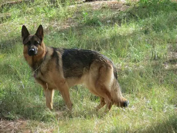 C. Saphira Amara von Schwarzwald